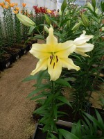 [4168 Baruta VWS No01.JPG]